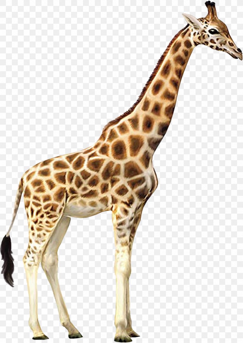 Giraffe, PNG, 1020x1438px, Giraffe, Animal Figure, Fauna, Giraffidae, Image File Formats Download Free