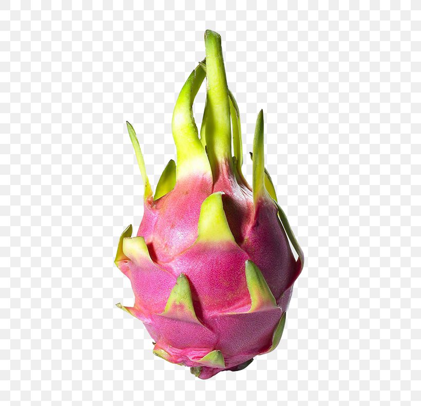 Pitaya Auglis Download, PNG, 547x790px, Pitaya, Auglis, Bud, Dragonfruit, Food Download Free