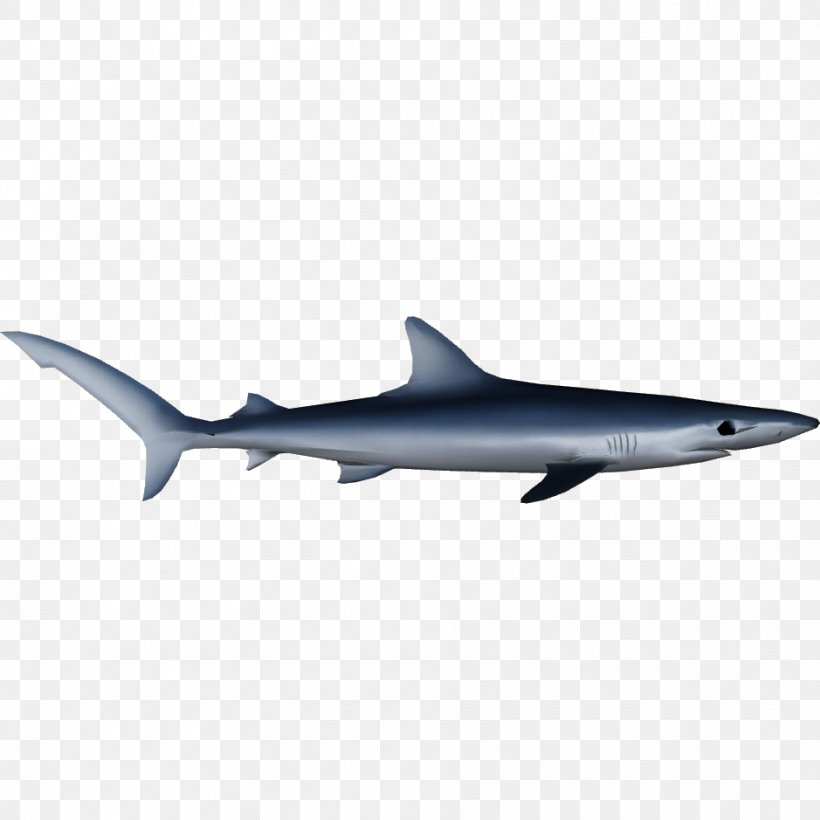 Blue Shark Oceanic Whitetip Shark Squaliform Sharks Pelagic Fish Porpoise, PNG, 939x939px, Blue Shark, Cartilaginous Fish, Cartilaginous Fishes, Fauna, Fin Download Free