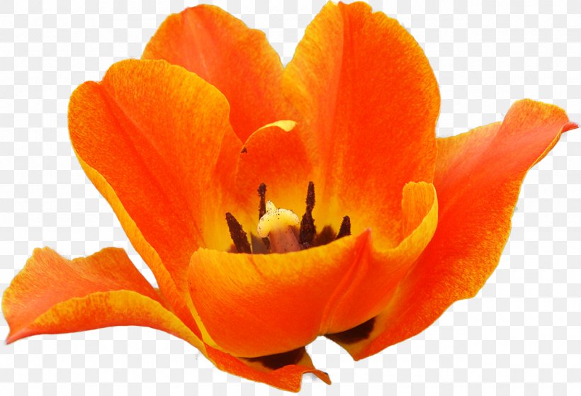 Flowering Plant Petal Tulip Flowering Plant, PNG, 1280x874px, Flower, Closeup, Flowering Plant, Orange, Petal Download Free