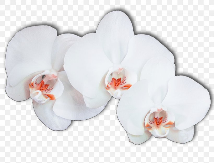 Moth Orchids Ping Flower, PNG, 900x684px, Moth Orchids, Art, Cut Flowers, Deviantart, Dishware Download Free