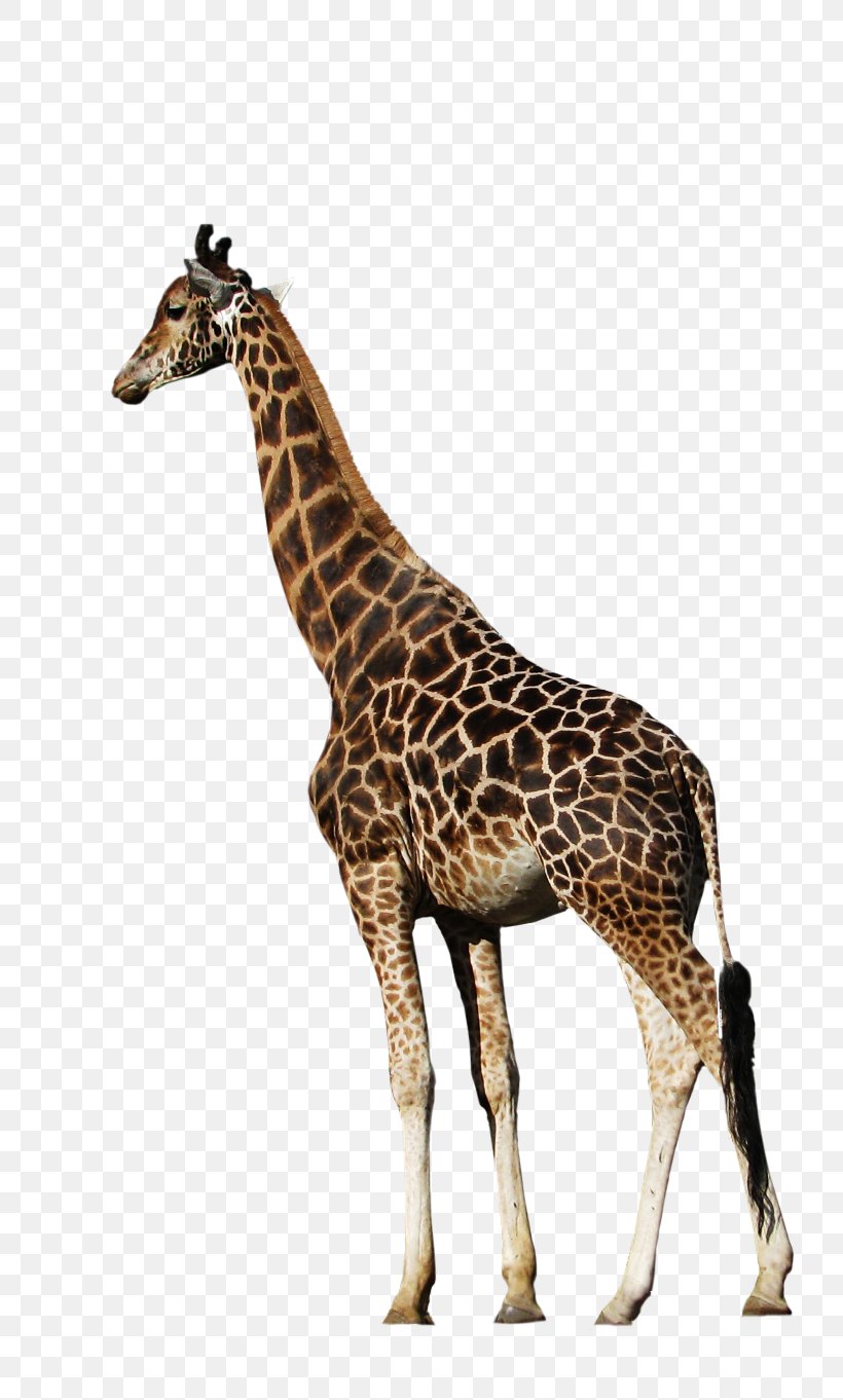Northern Giraffe Animal Clip Art, PNG, 781x1362px, Northern Giraffe, Animal, Animal Planet, Bird, Deer Download Free