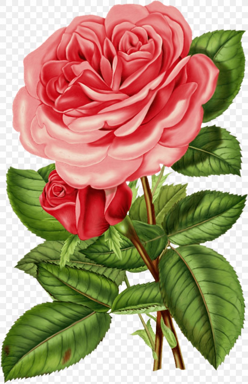 Rose Flower Vintage Clothing Clip Art, PNG, 968x1496px, Rose, China Rose, Cut Flowers, Floral Design, Floribunda Download Free