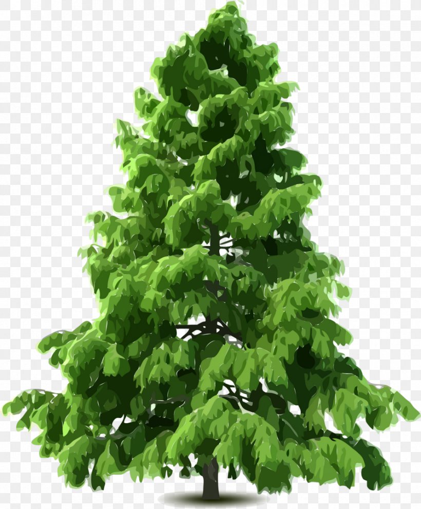 Spruce Pine Tree, PNG, 893x1080px, Spruce, Biome, Branch, Christmas Decoration, Christmas Tree Download Free
