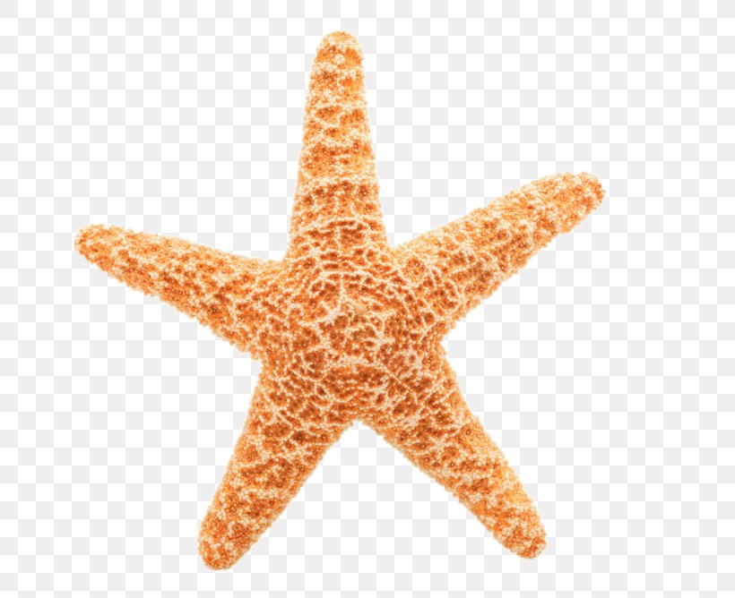 Starfish Echinoderm Invertebrate Clip Art, PNG, 800x668px, Starfish, Echinoderm, Invertebrate, Marine Invertebrates, Orange Download Free