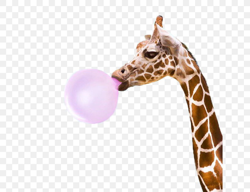 Giraffe Bubblegum Alley PopSockets Bubble Gum Kudu, PNG, 640x632px, Giraffe, Art, Bubble, Bubble Gum, Bubblegum Alley Download Free