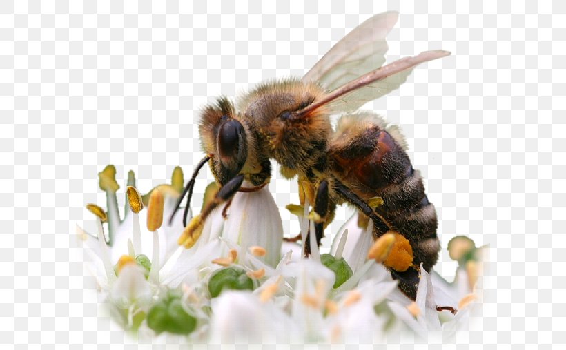 Honey Bee Insect, PNG, 600x508px, Bee, Arthropod, Bee Pollen, Blingee, Bumblebee Download Free