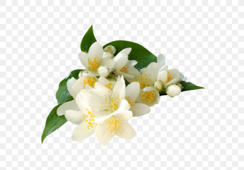 Arabian Jasmine Jasminum Grandiflorum Jasminum Polyanthum Absolute Flower, PNG, 570x570px, Arabian Jasmine, Absolute, Concrete, Extract, Flower Download Free