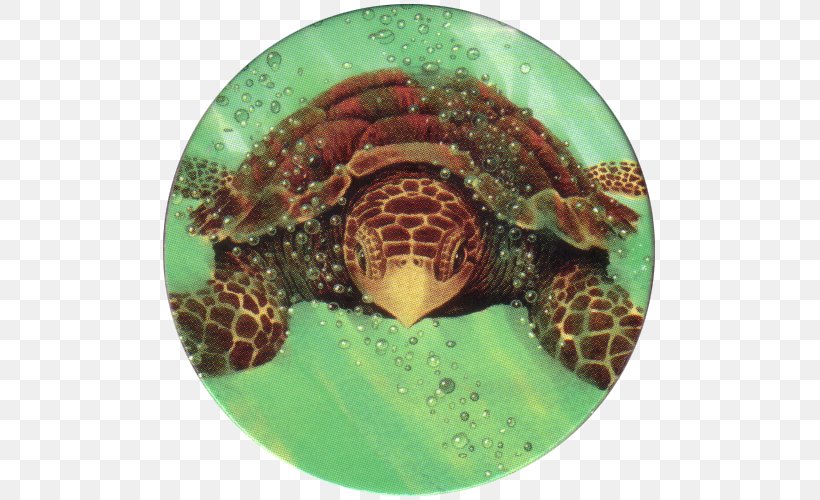 Box Turtles Loggerhead Sea Turtle Tortoise, PNG, 500x500px, Box Turtles, Animal, Box Turtle, Emydidae, La Quinta Inns Suites Download Free