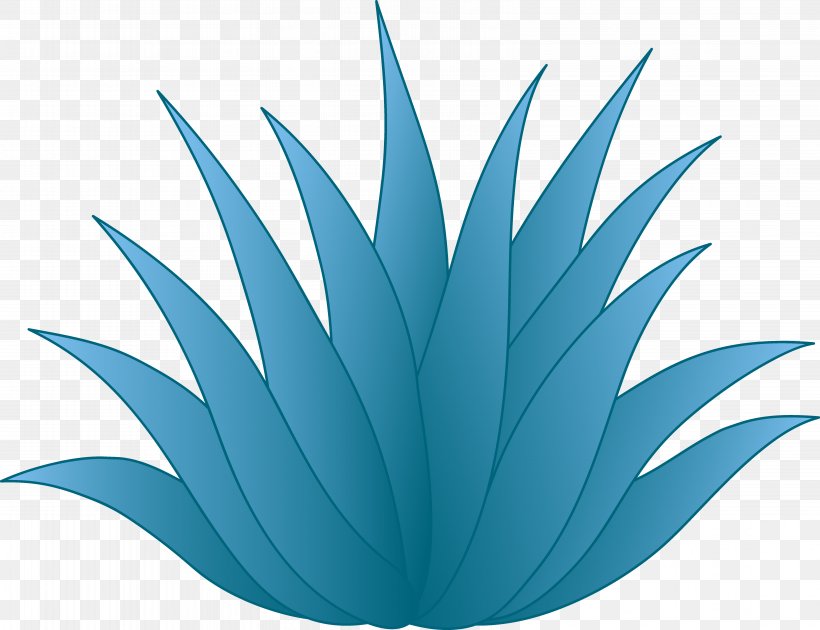 Centuryplant Tequila Drawing Clip Art, PNG, 6502x4998px, Centuryplant, Agave, Agave Cactus, Aqua, Blue Download Free