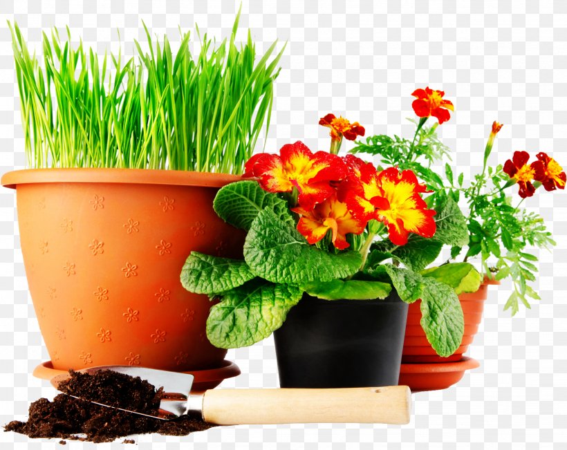 Lawn Green Mat Yellow Seedling, PNG, 1636x1300px, Lawn, Calendula, Flower, Flower Garden, Flowerpot Download Free