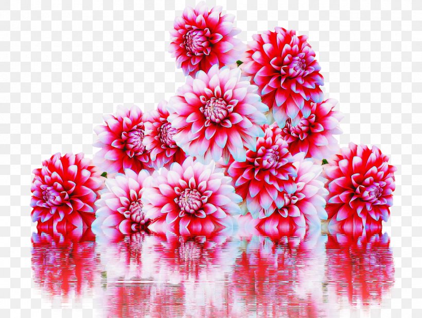 Pink Flower Plant Magenta, PNG, 1280x965px, Pink, Flower, Magenta, Plant Download Free