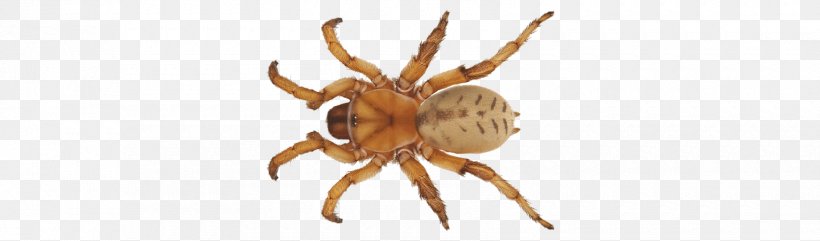 Insect 2017 Riot Fest, PNG, 1700x500px, Insect, Animal, Arachnid, Araneus, Arthropod Download Free