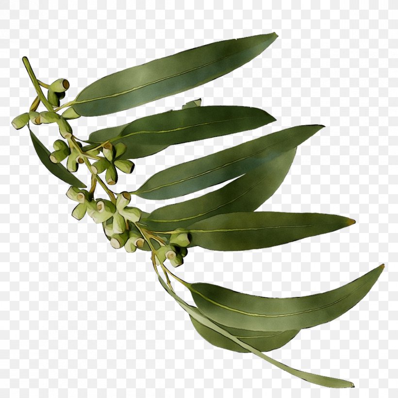 Leaf Plant Stem Herbalism Plants, PNG, 1198x1198px, Leaf, Eucalyptus, Flower, Flowering Plant, Herbalism Download Free
