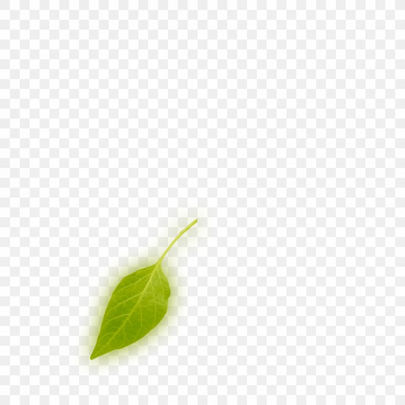 Leaf Plant Stem, PNG, 900x900px, Leaf, Plant, Plant Stem Download Free