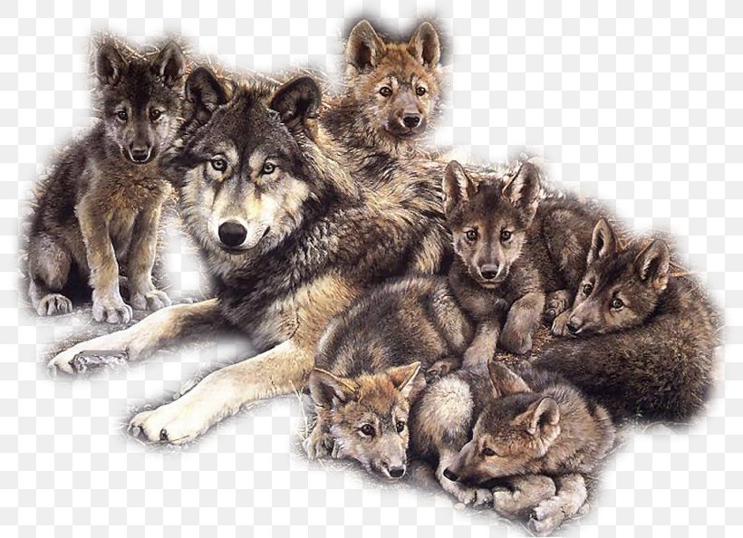 Dog Puppy Coyote Pack Indian Wolf, PNG, 800x594px, Dog, Animal, Arctic Wolf, Aullido, Black Wolf Download Free