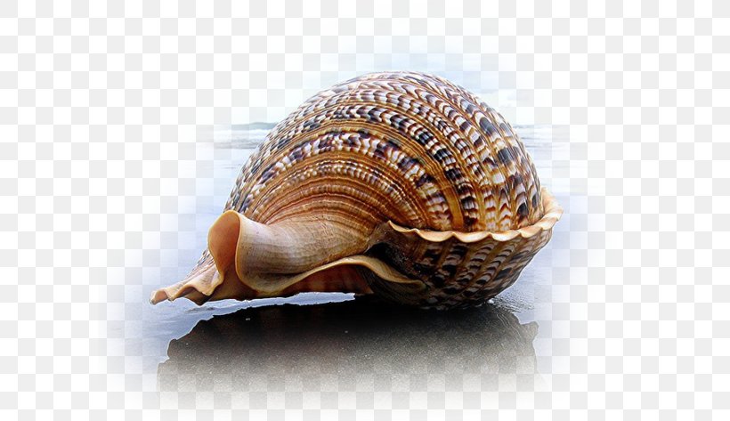 Seashell Charonia Mollusc Shell Gastropod Shell, PNG, 600x473px, Seashell, Beach, Carl Linnaeus, Charonia, Clam Download Free