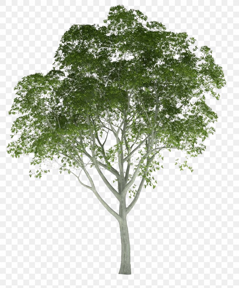 Architectural Rendering Tree Architecture 3D Rendering, PNG, 1159x1398px, 3d Computer Graphics, 3d Rendering, Rendering, Architectural Rendering, Architecture Download Free