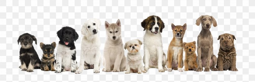 Bedlington Terrier Chihuahua Bichon Frise Yorkshire Terrier Puppy, PNG, 6496x2098px, Bedlington Terrier, Animal Figure, Bichon Frise, Breed, Canidae Download Free