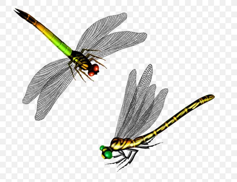 Butterfly Dragonfly Cartoon, PNG, 764x630px, Butterfly, Arthropod, Butterflies And Moths, Cartoon, Dragonflies And Damseflies Download Free