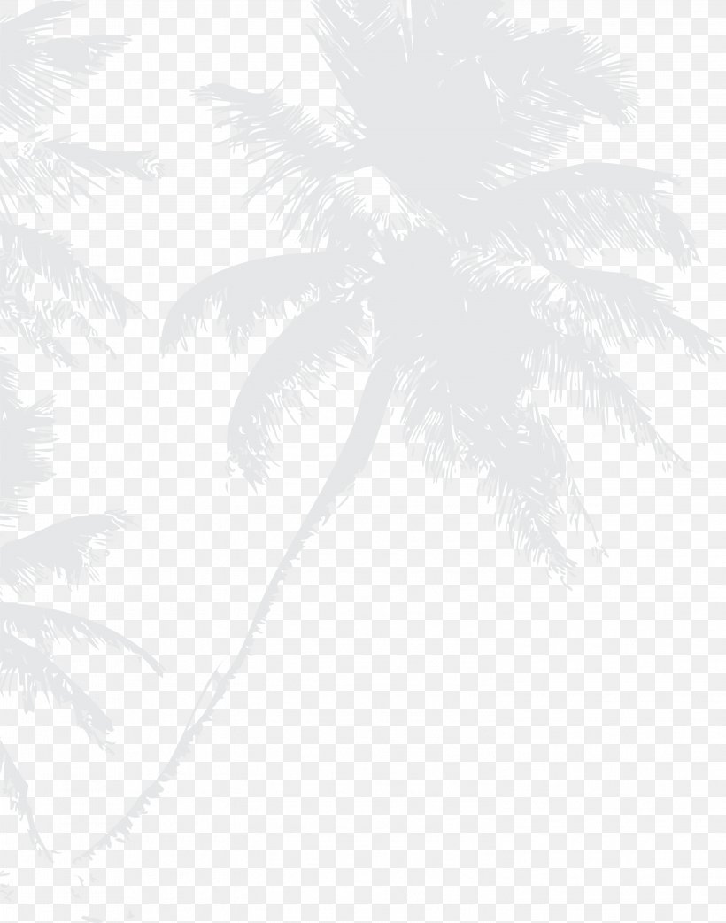 Coconut Water Grey Plant, PNG, 3001x3817px, Coconut Water, Black And White, Coconut, Google Images, Grey Download Free