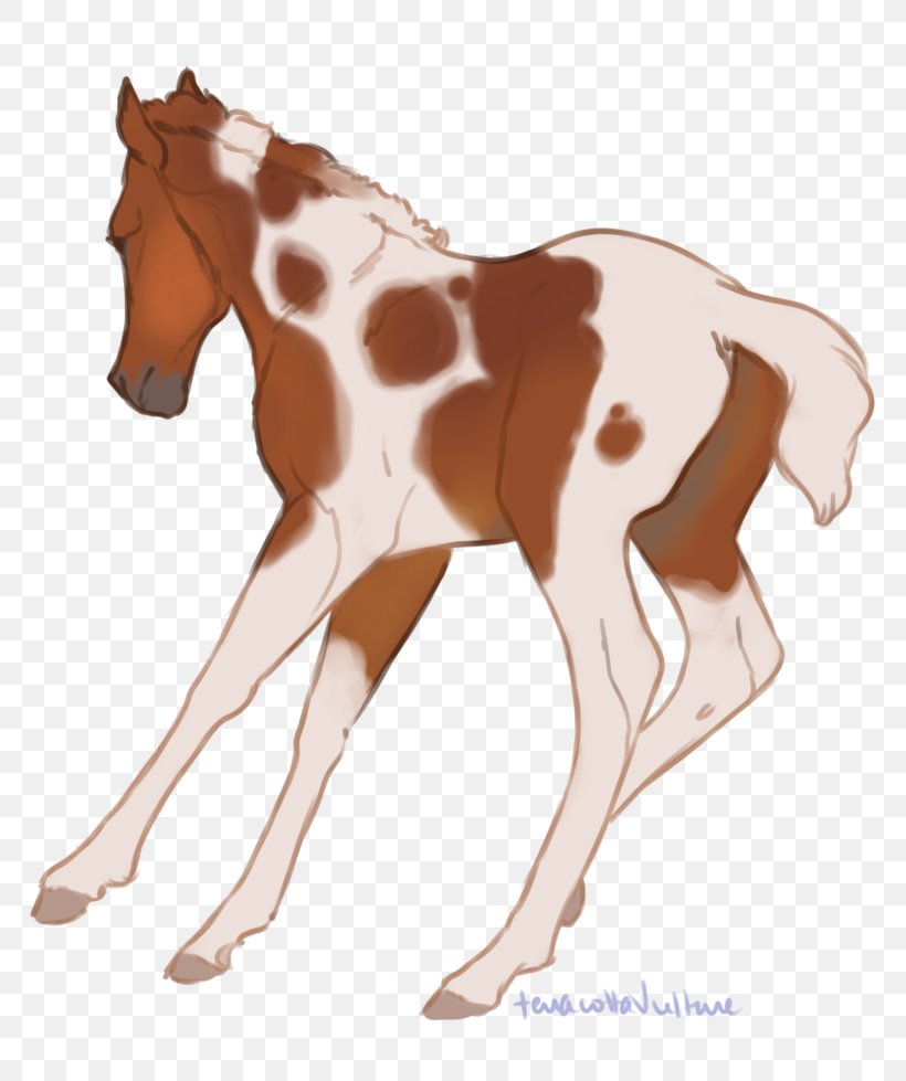 Mustang Foal Colt Stallion Mare, PNG, 816x979px, Mustang, Animal Figure, Bridle, Colt, Foal Download Free