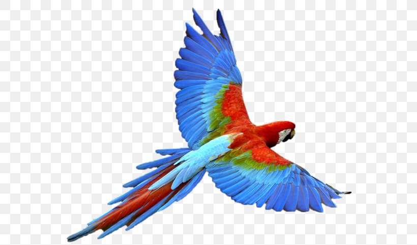 Parrot Bird Budgerigar, PNG, 600x481px, Parrot, Animal, Beak, Bird, Budgerigar Download Free