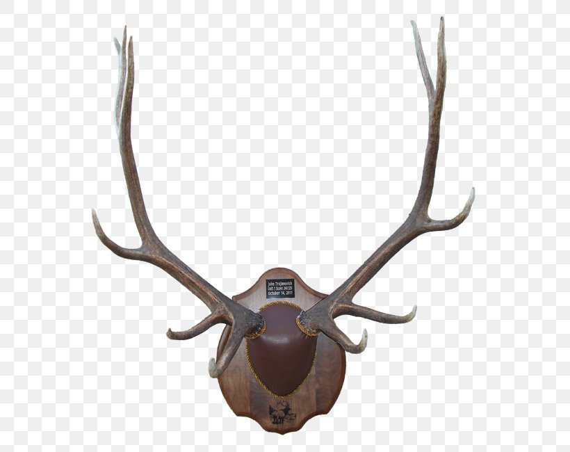Antler Deer Moose Elk Horn, PNG, 601x650px, Antler, Animal Product, Bear, Bison, Coati Download Free