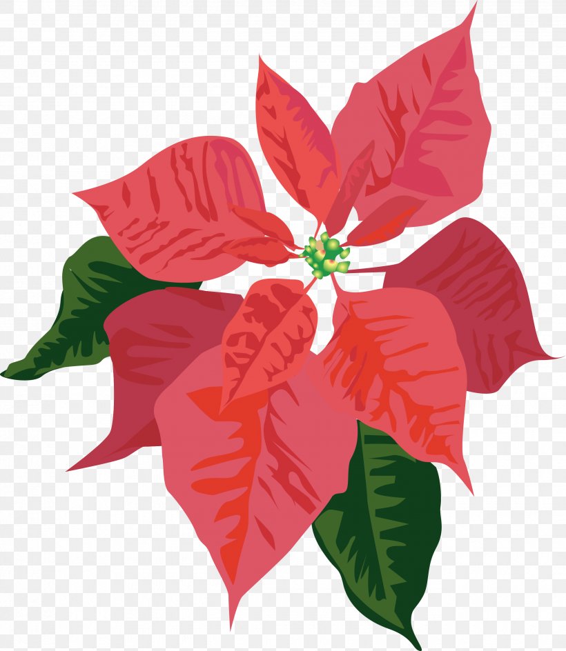 Clip Art Christmas Poinsettia Openclipart Free Content, PNG, 2550x2937px, Clip Art Christmas, Christmas Day, Flora, Flower, Flowering Plant Download Free