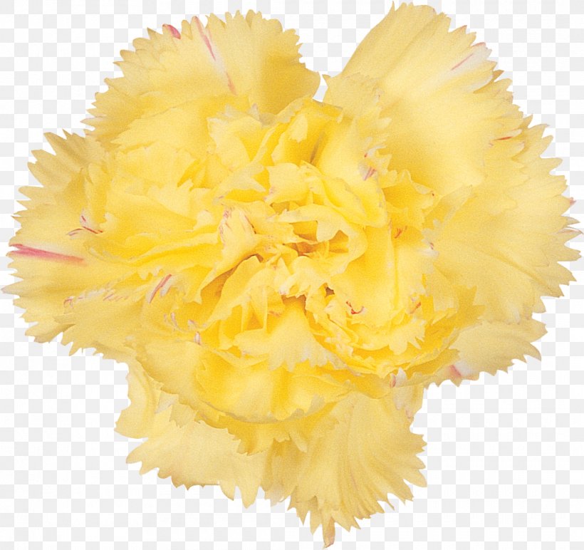 Cut Flowers Carnation Petal Flowering Plant, PNG, 1060x998px, Flower, Carnation, Cut Flowers, Flowering Plant, Petal Download Free