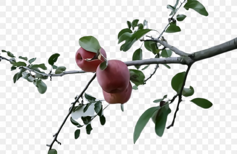 Fruit Tree, PNG, 2000x1300px, Plant, Branch, Flower, Food, Fruit Download Free
