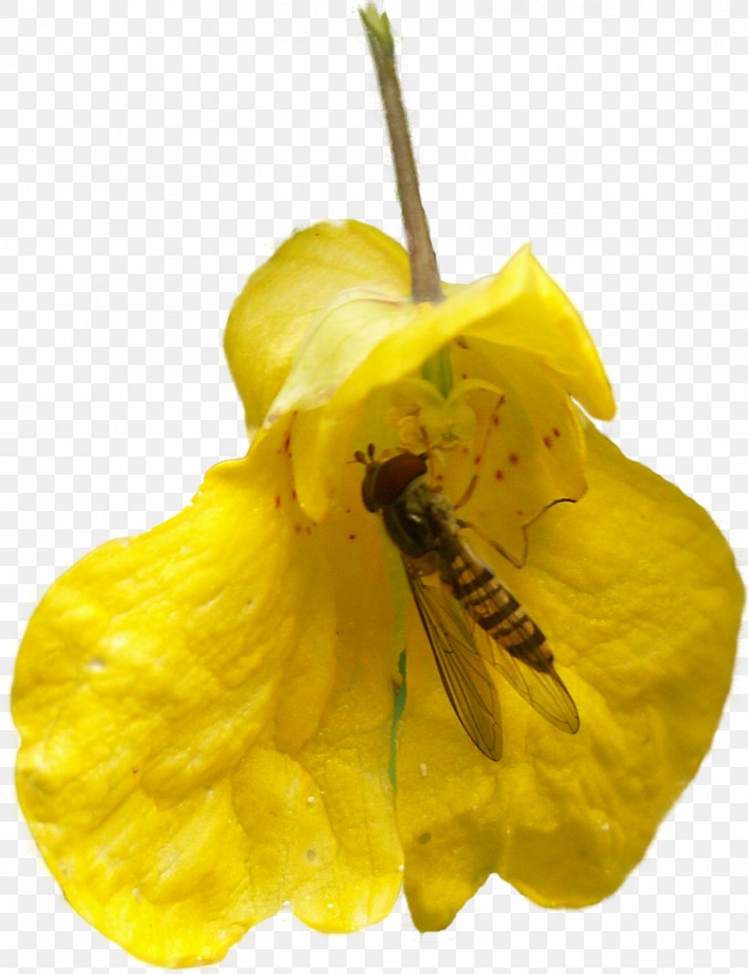 Honey Bee Insect Flower Light, PNG, 983x1280px, Bee, Bumblebee, Evening Primrose, Flower, Honey Bee Download Free