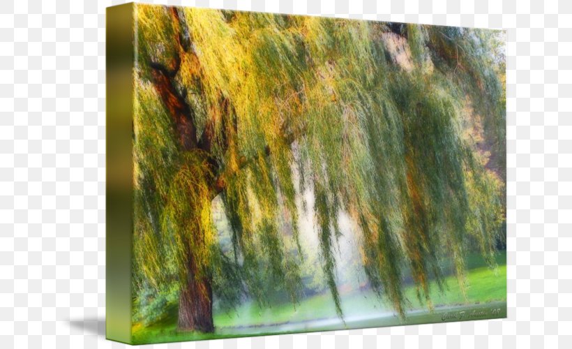 Painting Tree Weeping Willow Art Impressionism, PNG, 650x500px, Painting, Art, Drawing, Fine Art, Fineart Photography Download Free