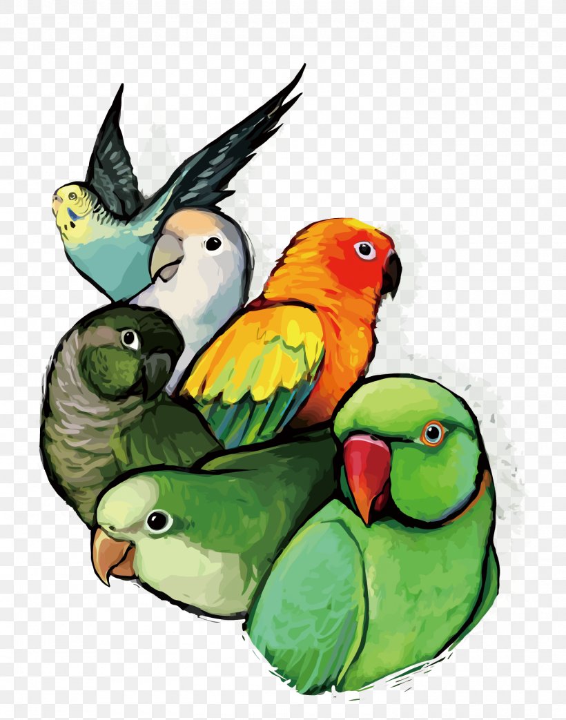 Budgerigar Lovebird Parrot, PNG, 1500x1908px, Budgerigar, Beak, Bird, Common Pet Parakeet, Conure Download Free