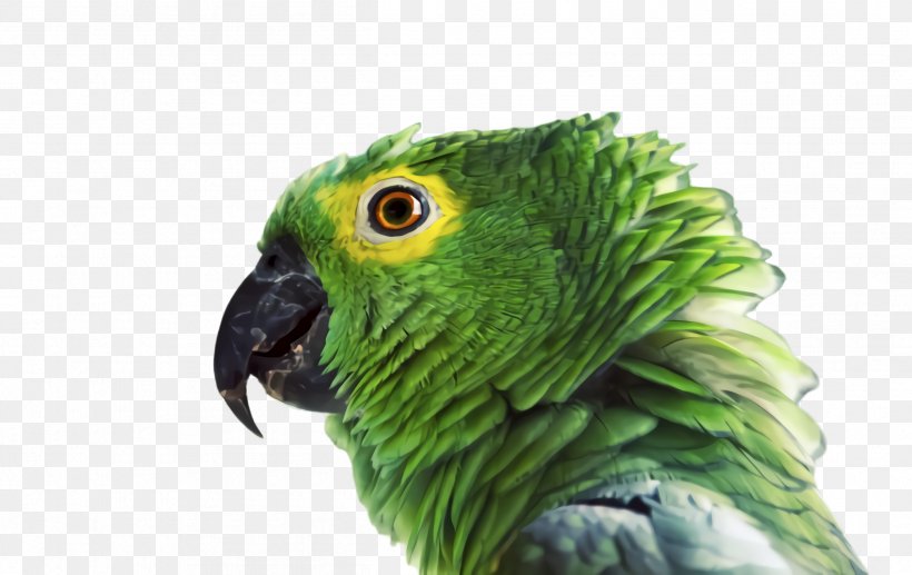 Colorful Background, PNG, 2516x1588px, Parrot, Amazon Parrot, Animal, Beak, Bird Download Free