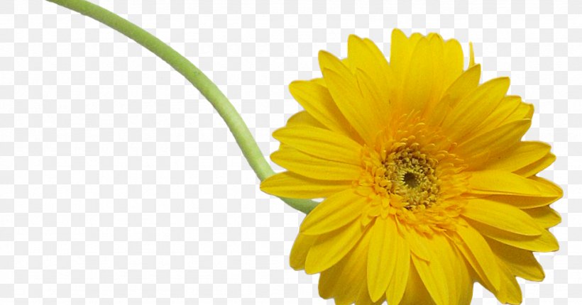 Cut Flowers Oxeye Daisy, PNG, 974x511px, Flower, Arumlily, Calendula, Cup, Cut Flowers Download Free
