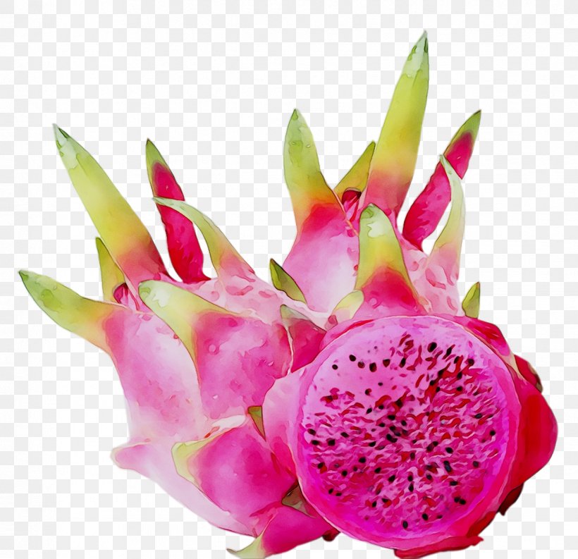 Pitaya, PNG, 1222x1182px, Pitaya, Cactus, Costa Rican Pitahaya, Cut Flowers, Dragonfruit Download Free