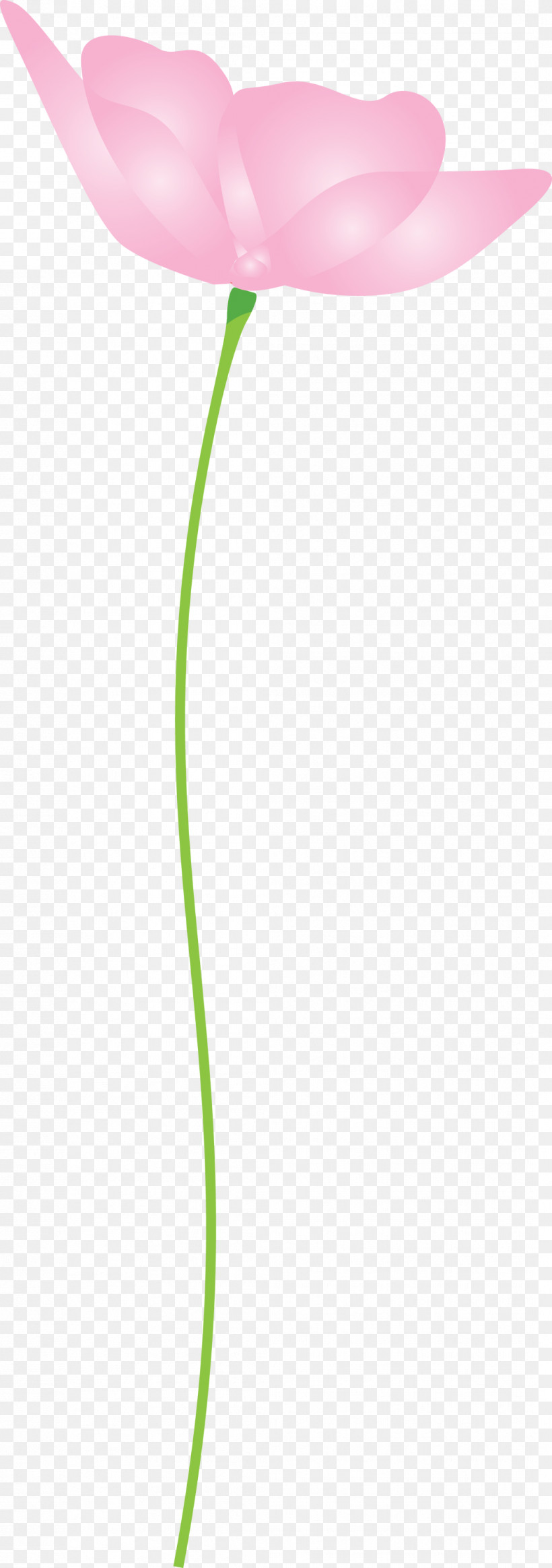 Poppy Flower, PNG, 1057x3000px, Poppy Flower, Grass, Grass Family, Green, Leaf Download Free