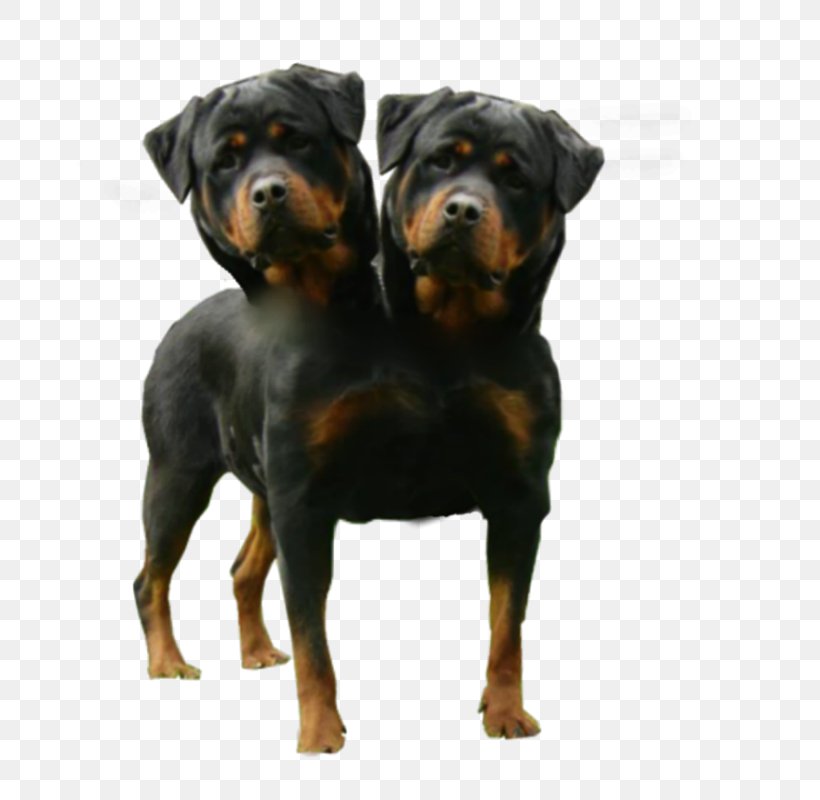American English Coonhound Two Headed Dogs Polycephaly, PNG, 800x800px, American English Coonhound, Carnivoran, Cerberus, Deviantart, Dog Download Free