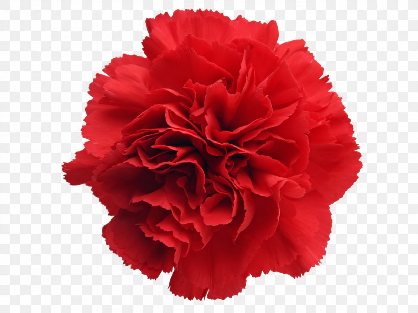 Carnation Cut Flowers Stock Photography Clip Art, PNG, 1176x882px, Carnation, Birth Flower, Color, Cut Flowers, Dianthus Download Free