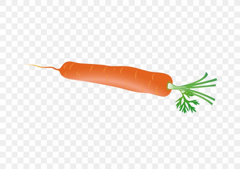 Carrot Euclidean Vector Radish, PNG, 842x595px, Carrot, Carrot Creative, Carrot Juice, Daucus Carota, Food Download Free