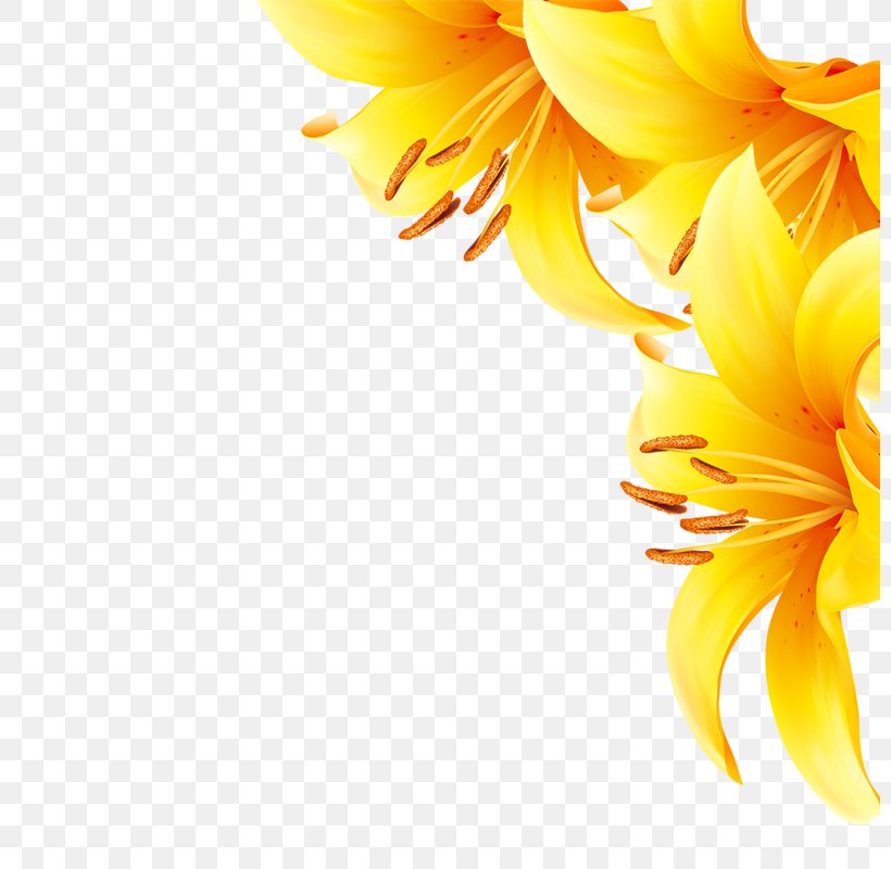 Common Sunflower Yellow, PNG, 800x800px, Common Sunflower, Cut Flowers, Daisy Family, Floristry, Flower Download Free