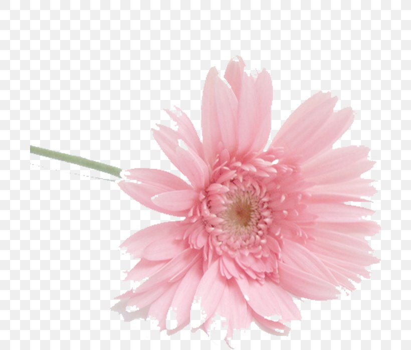 Flower Auglis Petal Watermark, PNG, 700x700px, Flower, Aster, Auglis, Blossom, Chrysanths Download Free