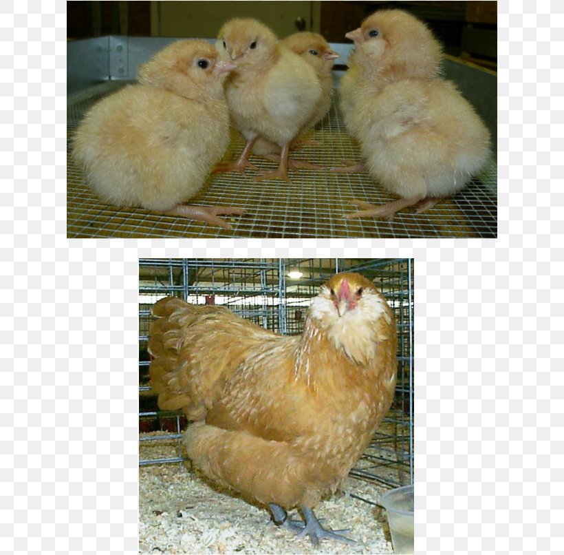 Rooster Brahma Chicken Silkie Barbu D'Uccle Breed, PNG, 628x806px, Rooster, Animal, Beak, Beard, Bird Download Free