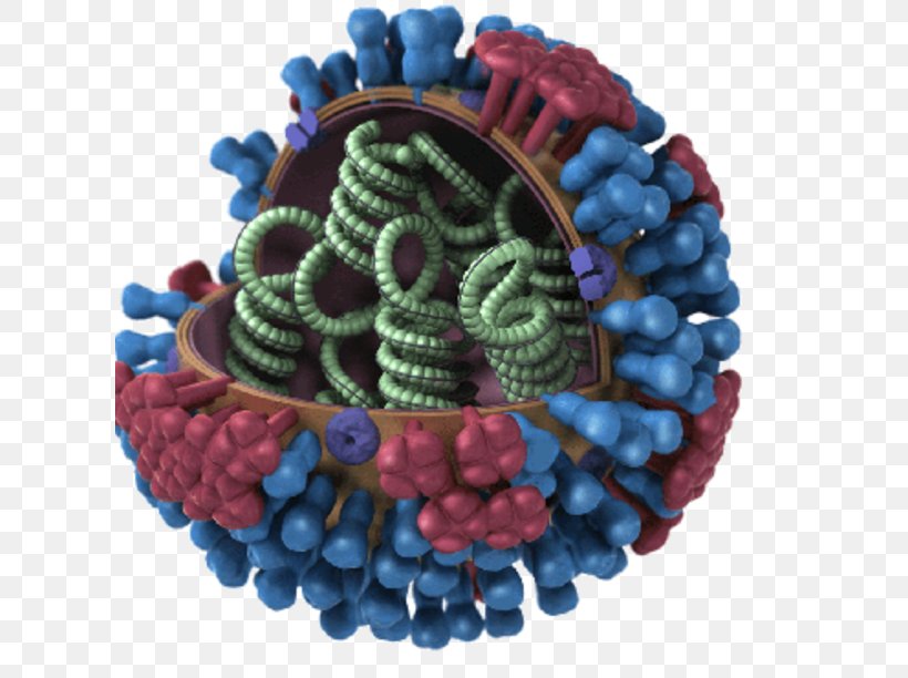 Avian Influenza Flu Season Influenza Vaccine Influenza A Virus Subtype H5N1, PNG, 612x612px, Avian Influenza, Disease, Flu Season, Fruit, Hemagglutinin Download Free