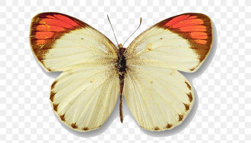 Butterfly Yellow Color Clip Art, PNG, 676x469px, Butterfly, Arthropod, Brush Footed Butterfly, Butterflies And Moths, Colias Download Free