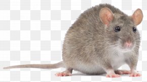 Pc Mouse - Computer Mouse Rodent Murids Black Rat PNG