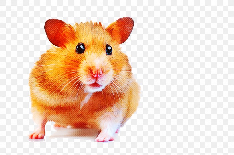 Hamster, PNG, 900x600px, Hamster, Gerbil, Mouse, Muridae, Muroidea Download Free
