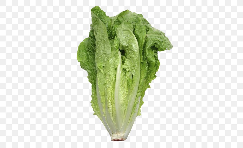 Iceberg Lettuce Romaine Lettuce Organic Food Leaf Vegetable Salad, PNG, 500x500px, Iceberg Lettuce, Allium Fistulosum, Cabbage, Celtuce, Chard Download Free