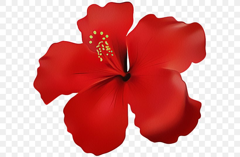 Petal Hibiscus Red Hawaiian Hibiscus Flower, PNG, 600x535px, Petal, Chinese Hibiscus, Flower, Flowering Plant, Hawaiian Hibiscus Download Free